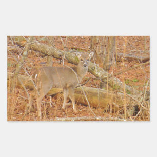 Sticker Rectangulaire Premier hiver du Cerf de Bébé