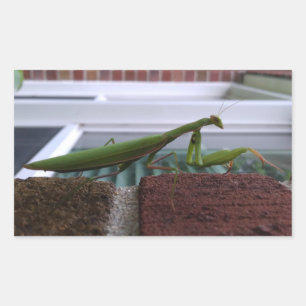 Sticker Rectangulaire Priez Mantis sur mur de briques