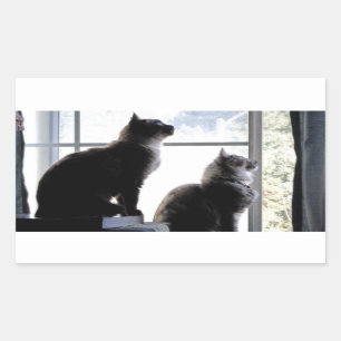 Sticker Rectangulaire Qu'est-ce qu'il y a dehors? Chats curieux Photogra
