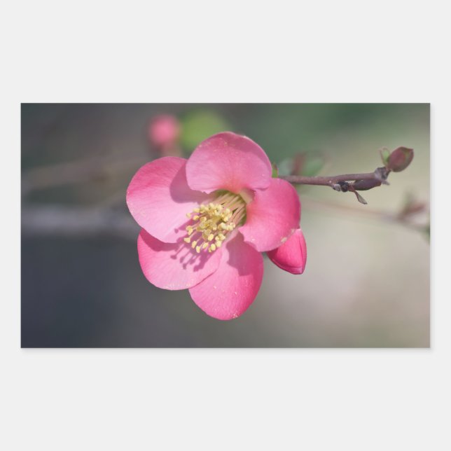 Sticker Rectangulaire Quince à fleurs roses parfaite (Devant)
