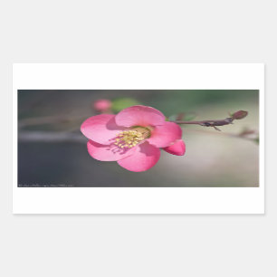 Sticker Rectangulaire Quince à fleurs roses parfaite