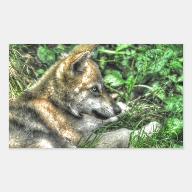 Sticker Rectangulaire Repose bébé Loup Coupe de la faune Photo (Devant)