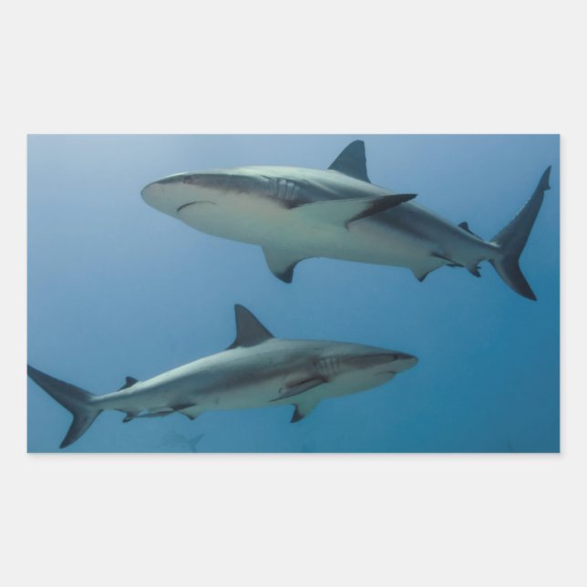 Sticker Rectangulaire Requin des récifs des Caraïbes (Devant)