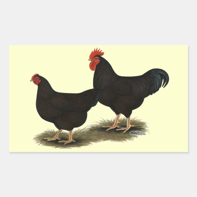 Sticker Rectangulaire Rhode Island Red Bantams (Devant)
