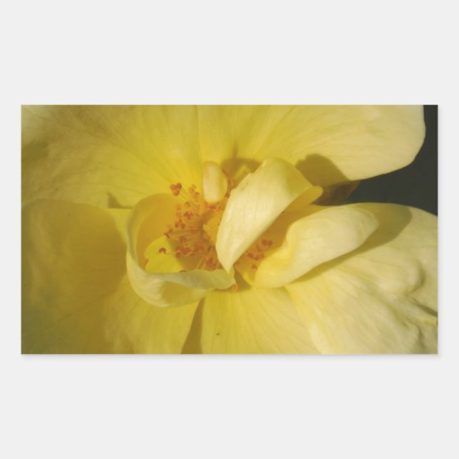 Sticker Rectangulaire Rose jaune sauvage (Devant)