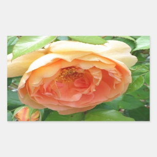 Sticker Rectangulaire Rose orange