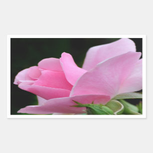 Sticker Rectangulaire Rose rose