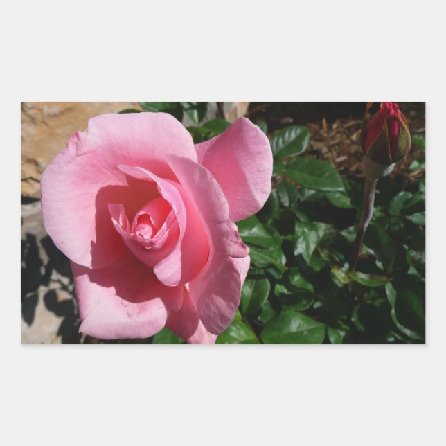 Sticker Rectangulaire Rose rose et bud Garden Floral (Devant)