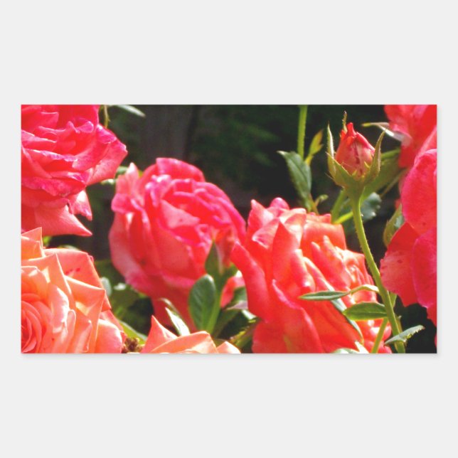 Sticker Rectangulaire Roses de corail romantique (Devant)