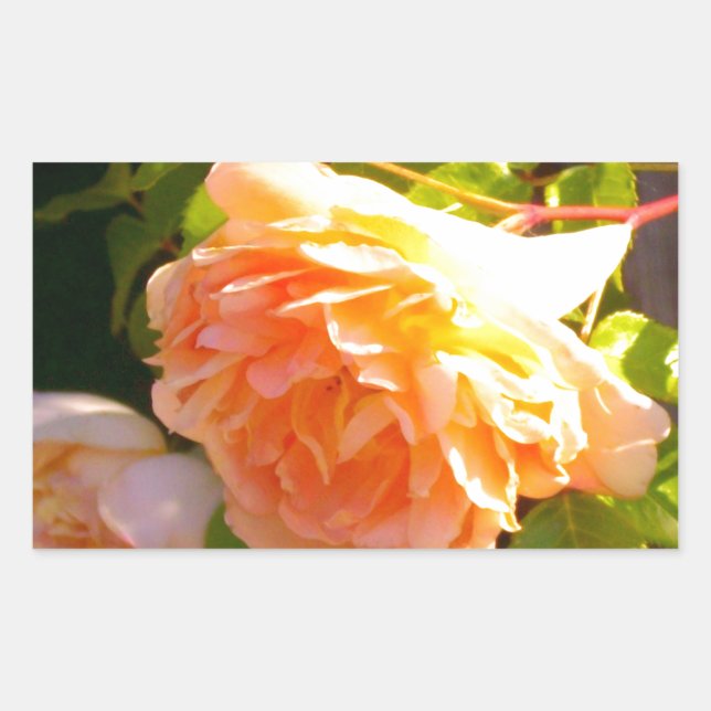 Sticker Rectangulaire Roses de pêche par pays (Devant)