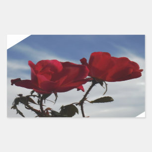 Sticker Rectangulaire Roses rouges contre un ciel bleu vif