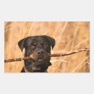 Sticker Rectangulaire Rottweiler avec bâton