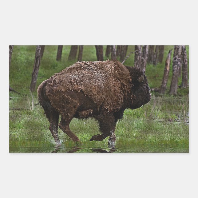 Sticker Rectangulaire Running Buffalo & Forest, Bison-lover's Design (Devant)