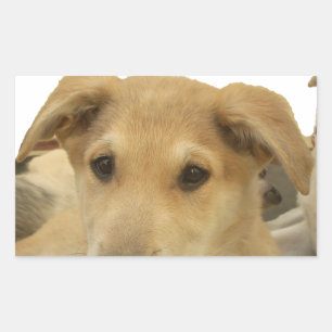 Sticker Rectangulaire Sagesse d'or : Une vision oeil de chien de l'école