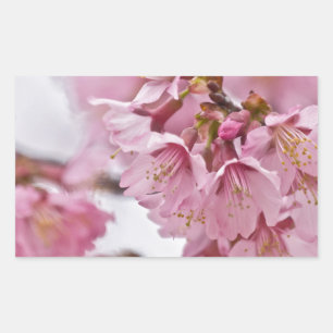 Sticker Rectangulaire Sakura Cherry Blossoms rose pâle