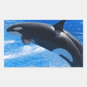 Sticker Rectangulaire Sauter Orca Whale
