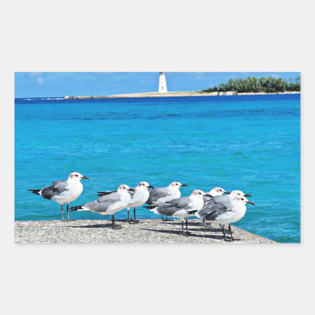 Sticker Rectangulaire Seagulls, Nassau, Bahamas  (Devant)