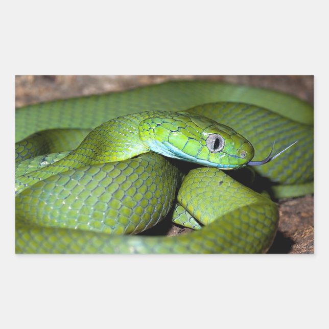 Sticker Rectangulaire Serpent de chat vert (Devant)