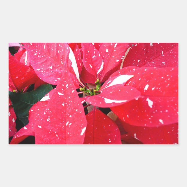 Sticker Rectangulaire Shimmer Star Surprise Poinsettia vacances Florale (Devant)