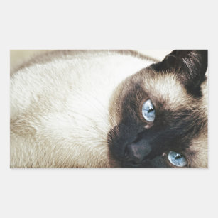 Sticker Rectangulaire Siamese Chat Pet Purr Meow Kitty Destinée Art