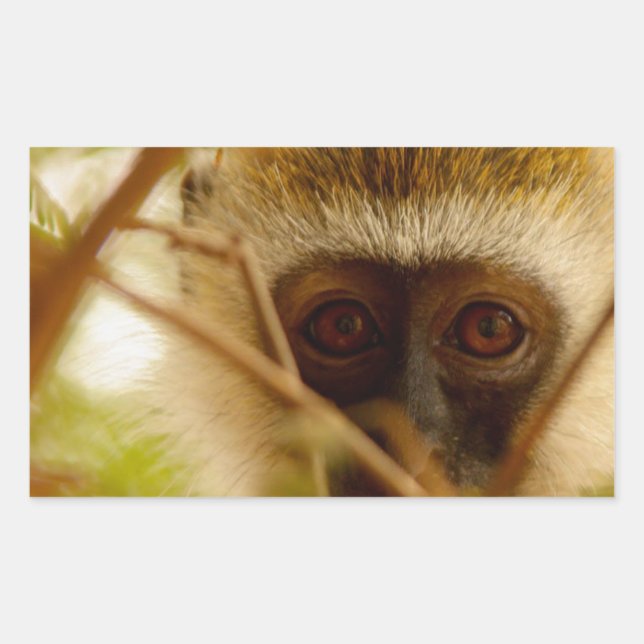 Sticker Rectangulaire Singe effronté. (Devant)