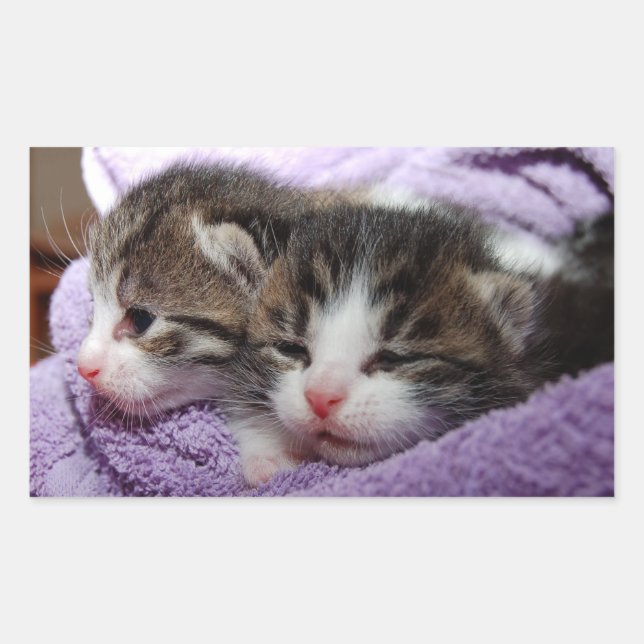 Sticker Rectangulaire Sleepy kittens (Devant)