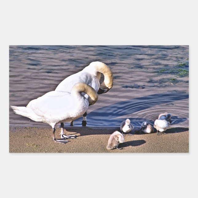 STICKER RECTANGULAIRE SWANS (Devant)