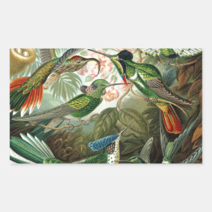 Sticker Rectangulaire tableau classique de la faune des oiseaux colibris