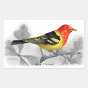 Sticker Rectangulaire Tanager de l'Ouest