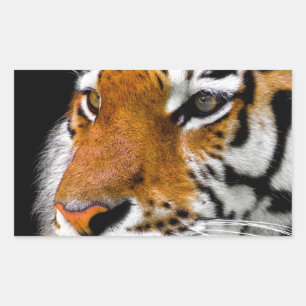 Sticker Rectangulaire Tigre