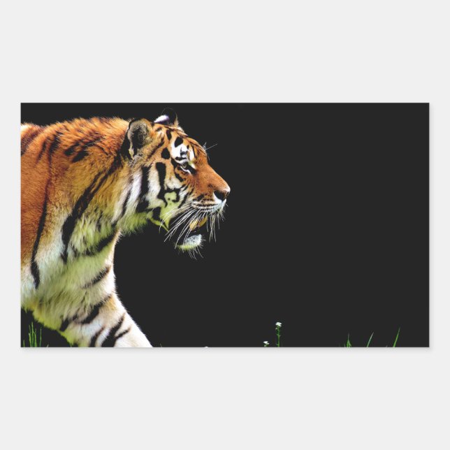 Sticker Rectangulaire Tigre approchant - Oeuvres d'art d'animaux sauvage (Devant)