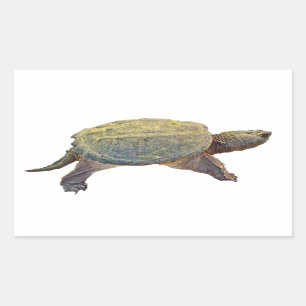 Sticker Rectangulaire Tortue de rupture commune - serpentina de Chelydra
