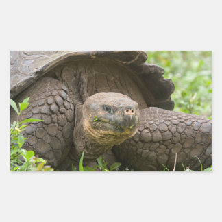 Sticker Rectangulaire Tortue géante