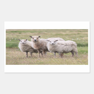 Sticker Rectangulaire Trio de moutons en Islande