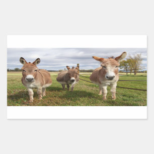 Sticker Rectangulaire Trois ânes