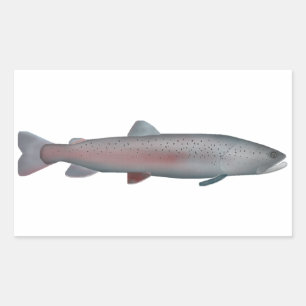 Sticker Rectangulaire Truite du Rhône