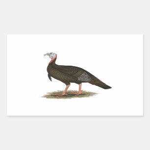 Sticker Rectangulaire Turquie : Tom sauvage de l'Est