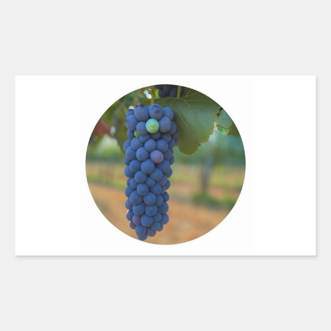 Sticker Rectangulaire Une grappe de raisins frais violets (Devant)