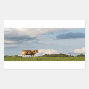 Sticker Rectangulaire Vache blonde à d'Aquitaine dans la région de