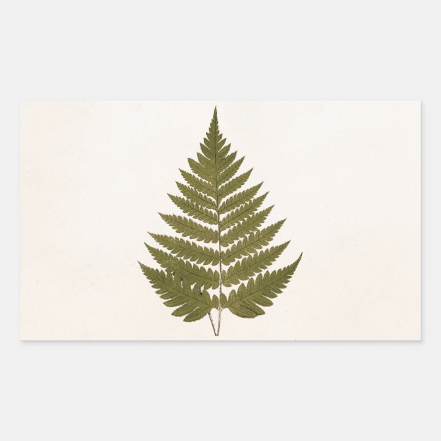 Sticker Rectangulaire Vintage 1800s Olive Green Fern Modèle feuille de f (Devant)