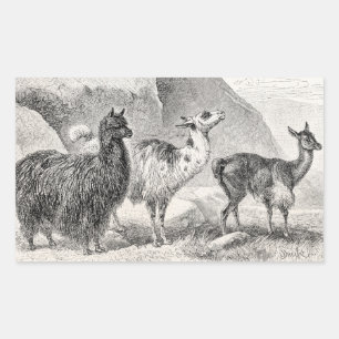 Sticker Rectangulaire Vintage Llama Alpaca Modèle Llamas Alpacas