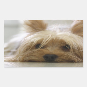 Sticker Rectangulaire Yorkshire-terrier plat.png