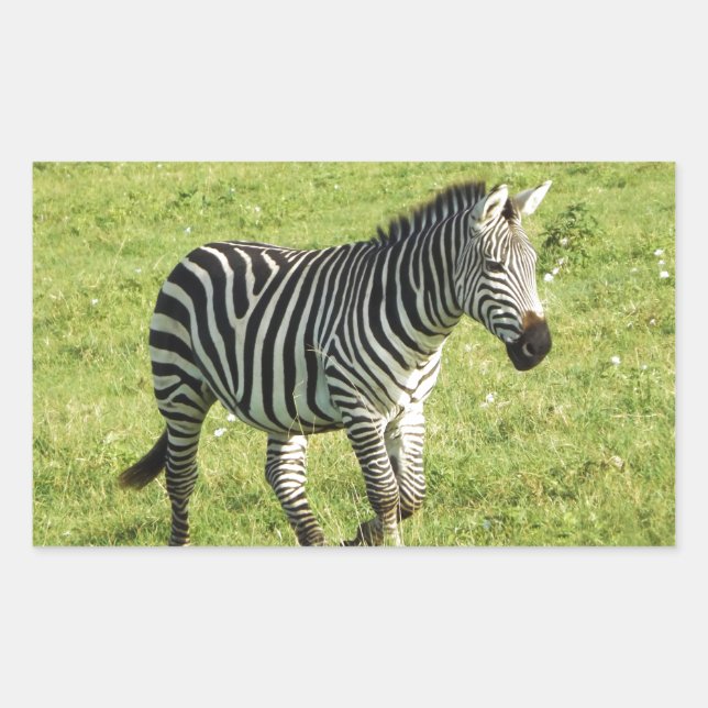 Sticker Rectangulaire zèbre dans le Serengeti., cratère de Ngorongoro (Devant)