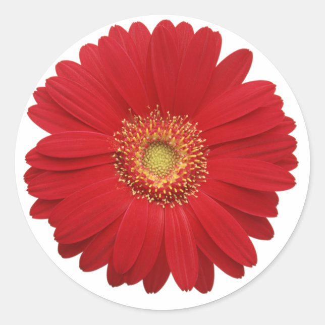 Sticker Red gerbera diaspora (Devant)