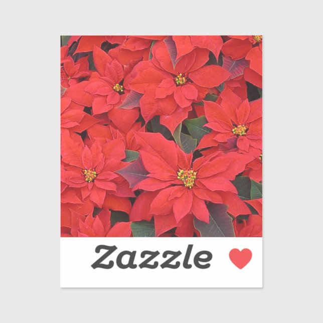 Sticker Red Poinsettias I Christmas Holiday Floral Photo (Feuille)