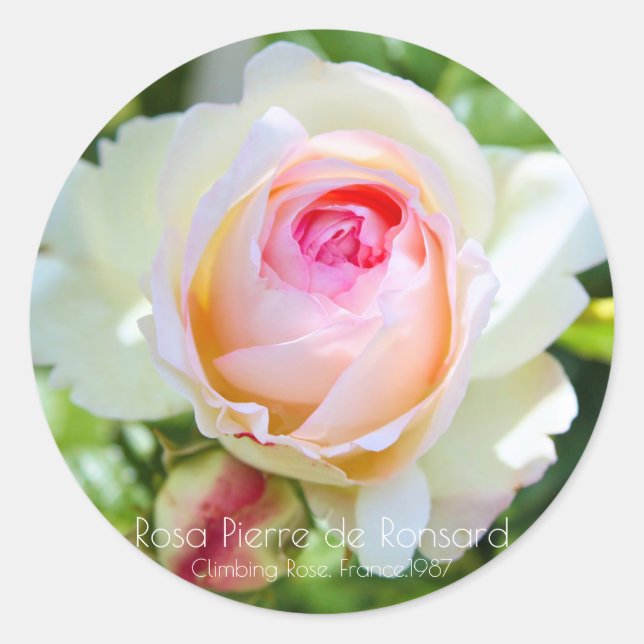 STICKER ROND ピエール・ドゥ・ロンサール (Devant)