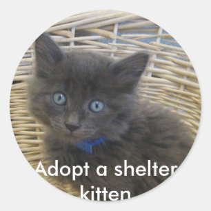 Sticker Rond 112907 petfinder 028, Adopter un chaton d'abri