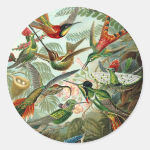 Sticker Rond 12 oiseaux charmeurs américains races peintes dess