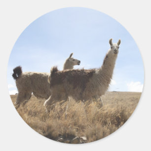 Sticker Rond 2 Llama - Deux Llamas dans les Plaines de Montagne