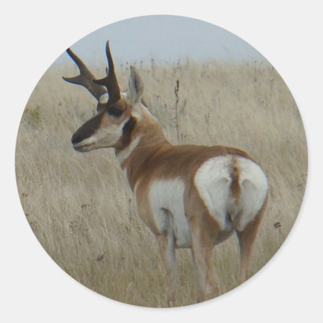 Sticker Rond A22 Pronghorn Antelope Buck (Devant)
